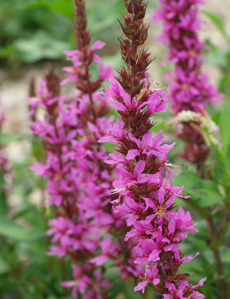 Lythrum / дербенник salicaria ’blush’