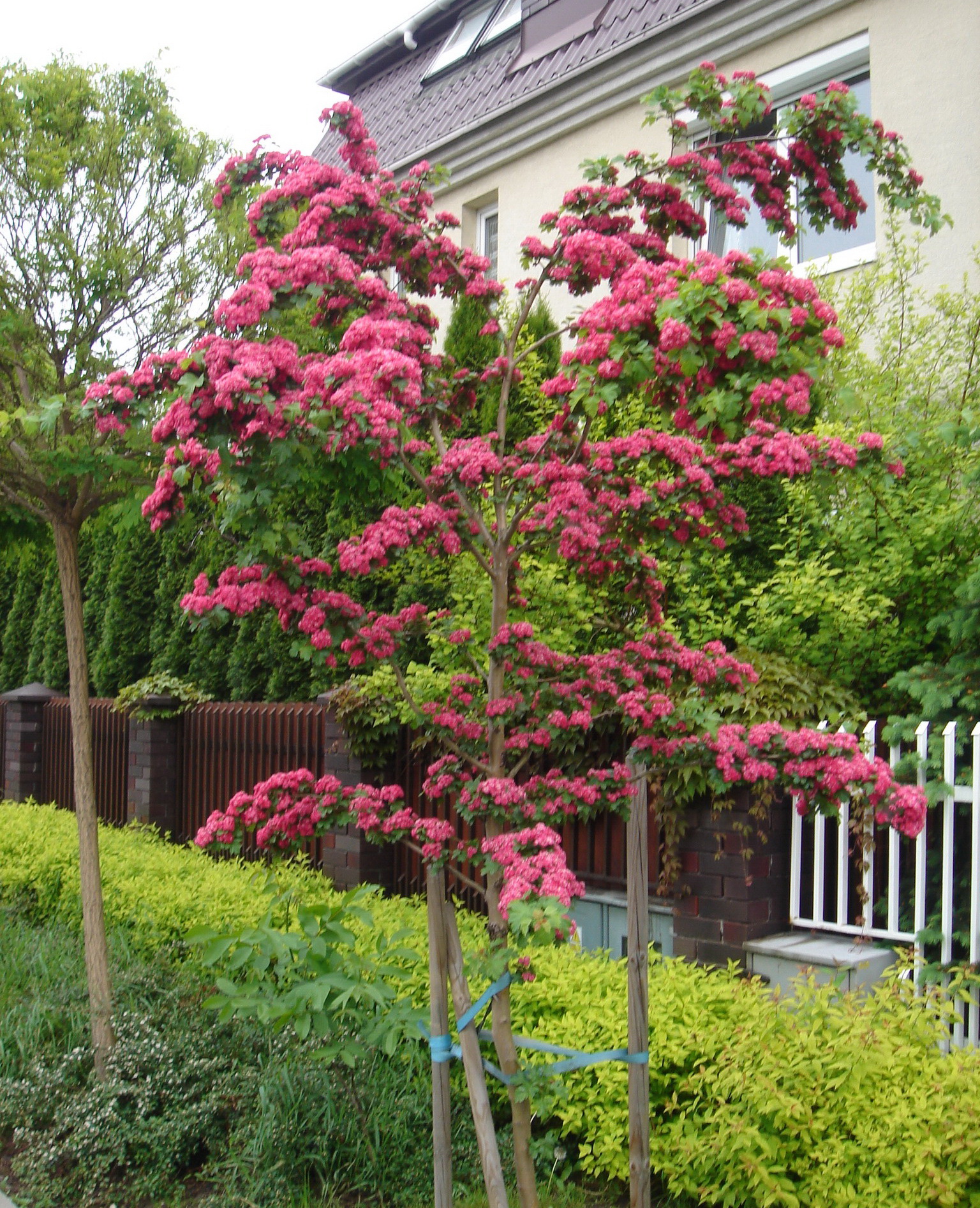 Crataegus laevigata paul s scarlet фото