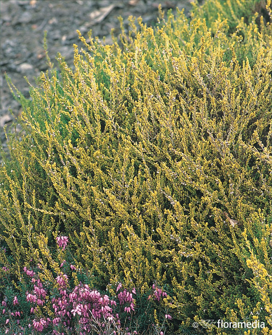 Вереск дикий уральский описание и фото Вереск обыкновенный `Беолей Голд`, Calluna vulgaris `Beoley Gold` СадПарад