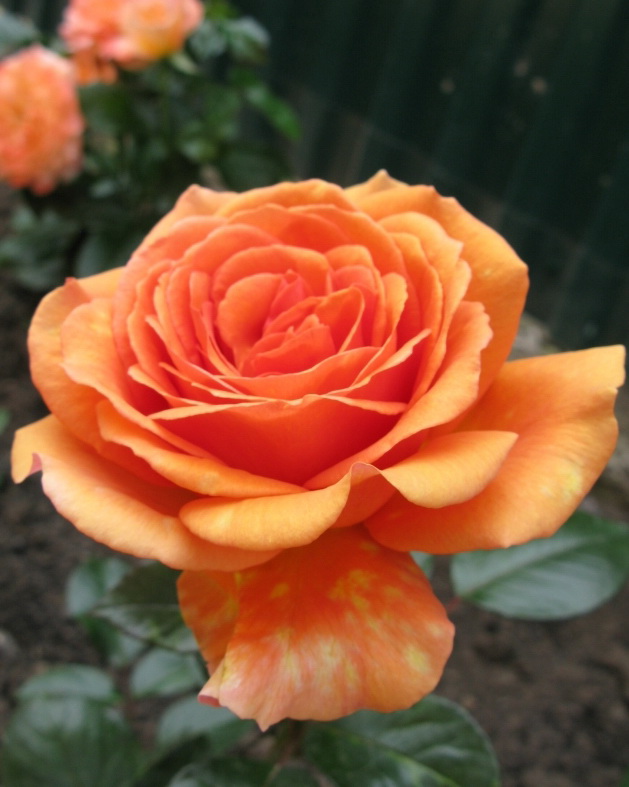Ашрам роза фото и описание сорта