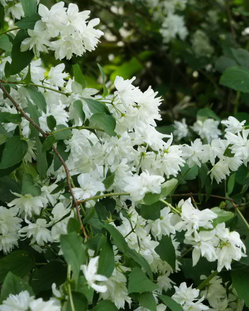 Bouquet blanc. Чубушник филадельфус. Чубушник Philadelphus. Чубушник Bouquet Blanc. Чубушник филадельфус Бланш.