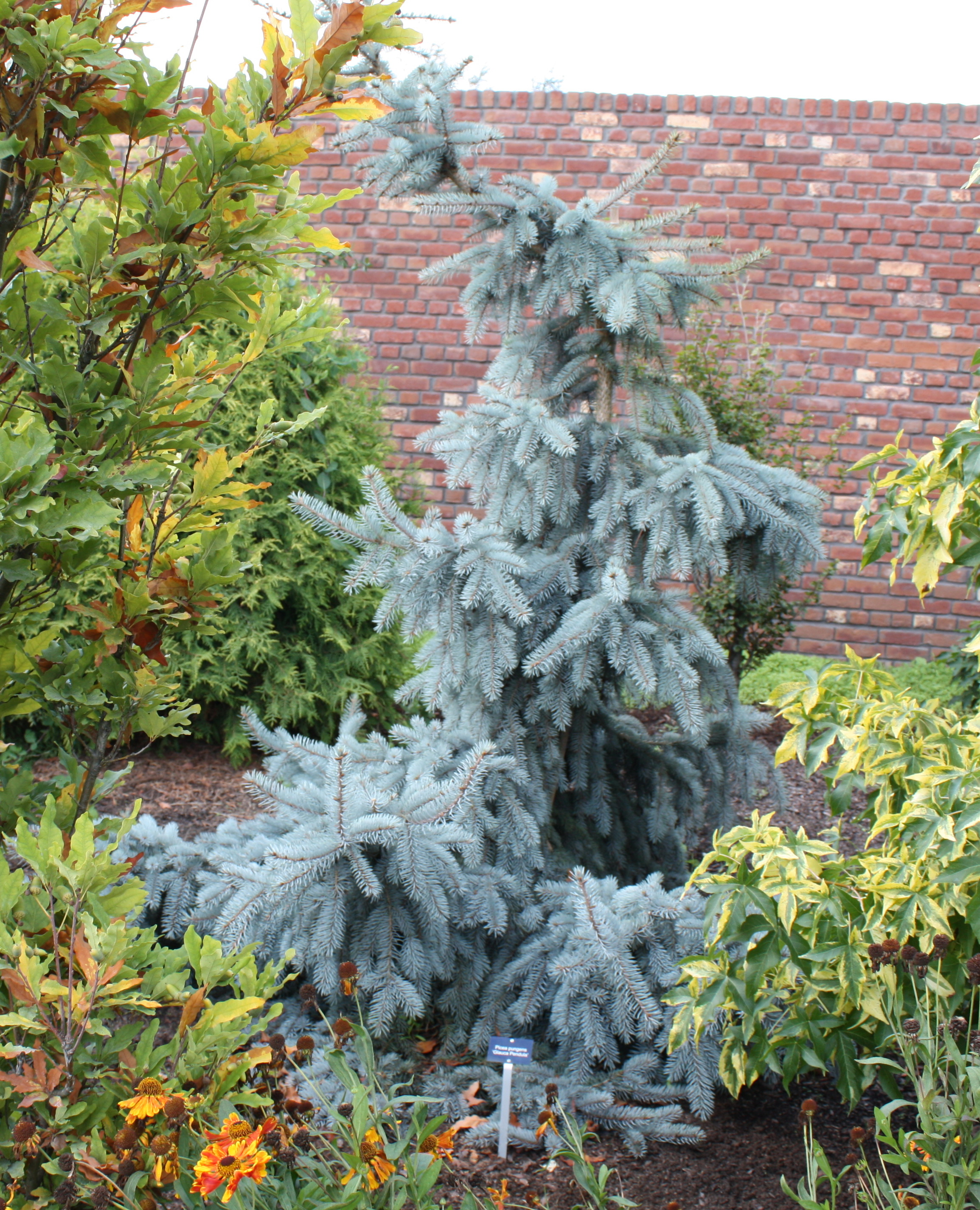 Picea glauca pendula фото