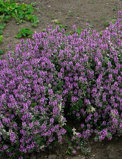 Тимьян обыкновенный Thymus vulgaris